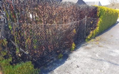Brand klein – Heckenbrand